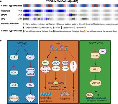 Therapeutic Landscape of Malignant Pleural Mesothelioma: Collateral Vulnerabilities and Evolutionary Dependencies in the Spotlight